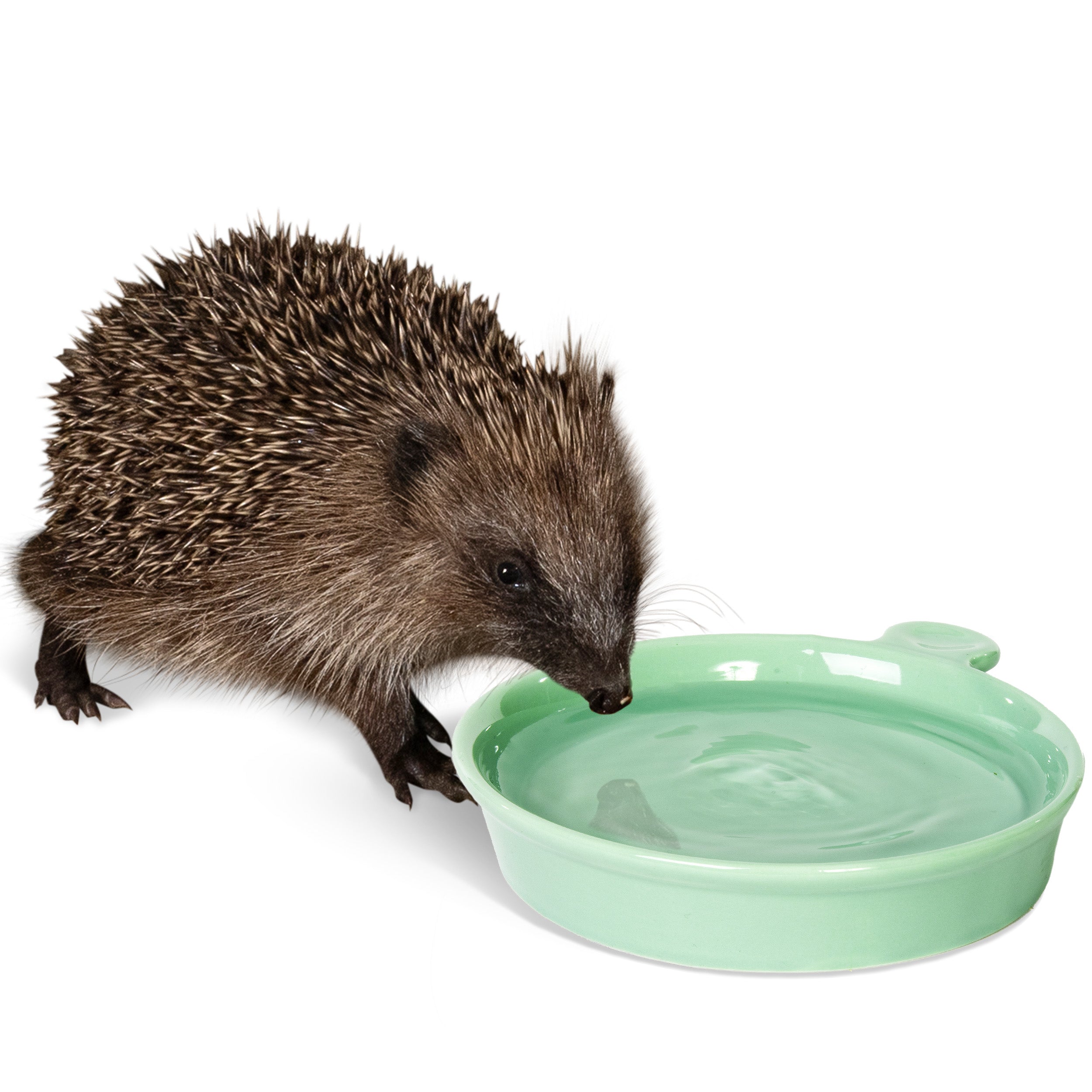 Hedgehog drinking from a small green bowl on a white background