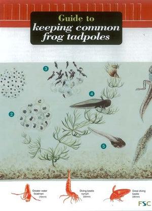 Tadpole to Frog Growing Kit; Frogilo Frog House; Guide to Keeping Tadpoles; Tadpole Food