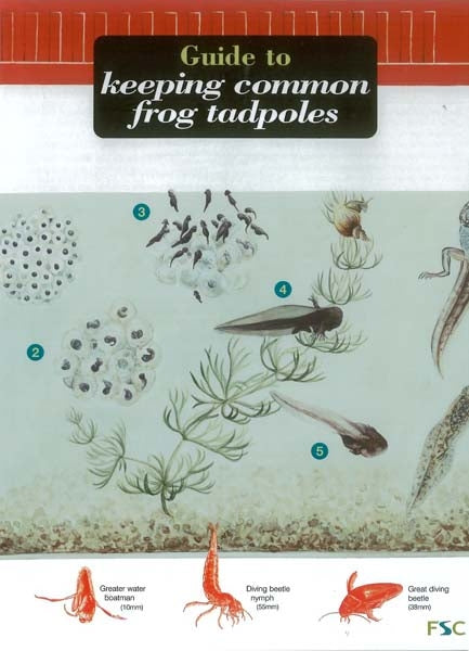 Tadpole to Frog Growing Kit; Frogilo Frog House; Guide to Keeping Tadpoles; Tadpole Food