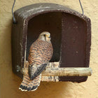 Kestrel Nest Box