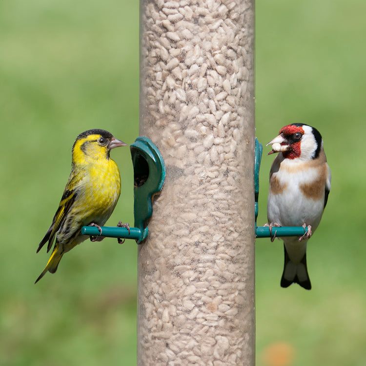 Siskin food Goldfinch food 