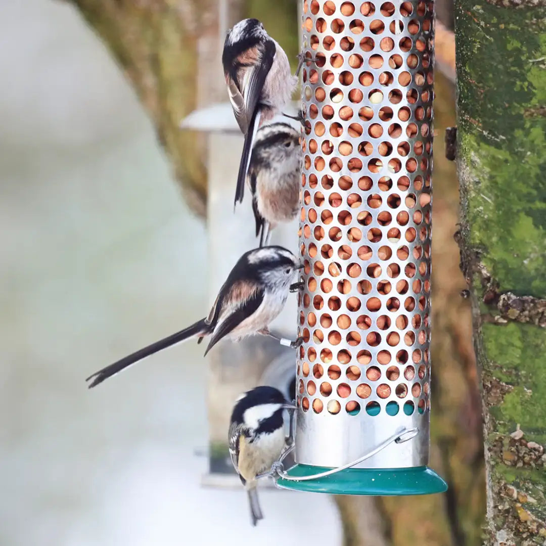 long tailed tit on a peanut feeder 