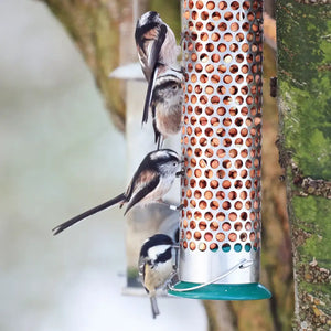 long tailed tit on a peanut feeder 