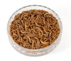 Mini Mealworms Livefood