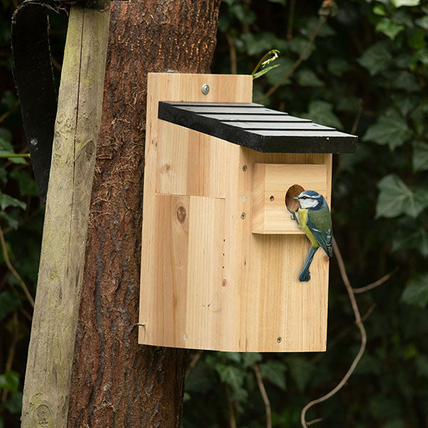 blue tit nest box