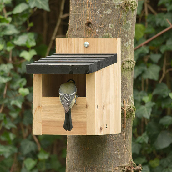 Ark Wood Bird Nest Box - Open Fronted With Deeper Interior - Ark Wildlife