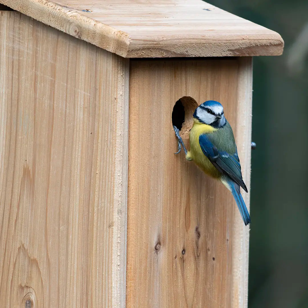 Blue Tit perched on the entrance to a wooden bird nest box