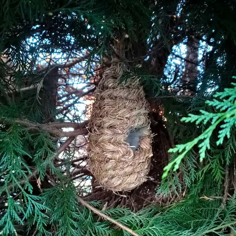natural bird roost