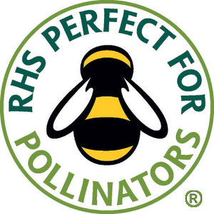 Achillea Summer Berries;Achillea Summer Berries Instructions;RHS Perfect for Pollinators