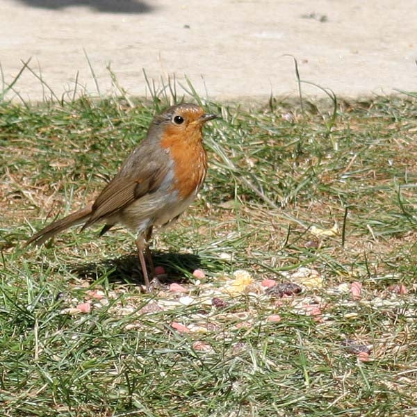 Robin eating premium bird food