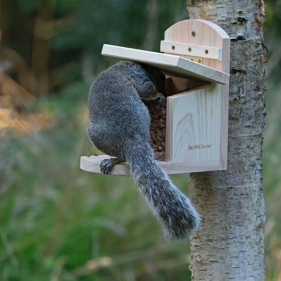 squirrel feeder box 