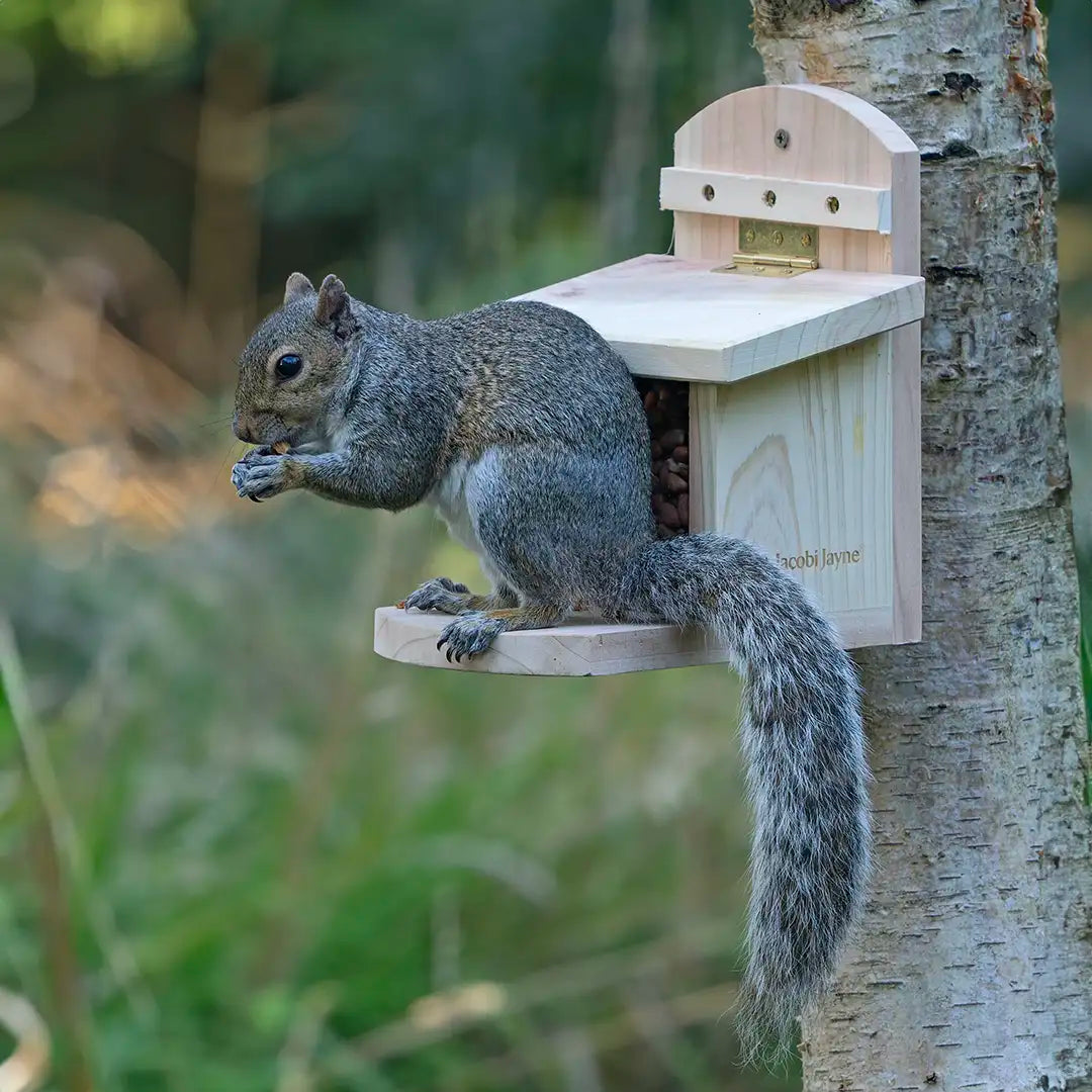 wooden squirrel box 