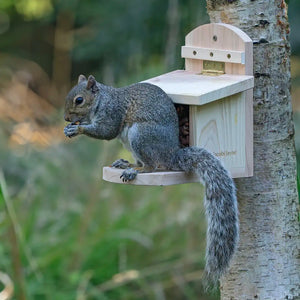 wooden squirrel box 