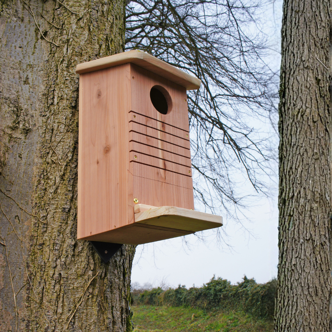 Wooden red squirrel nest box attached to a mature tree trunk