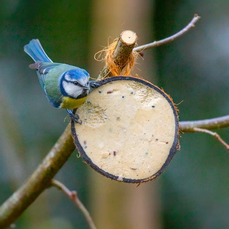 Blue tit eating suet from coconut 