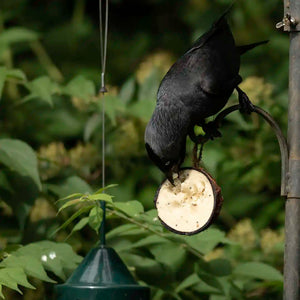 Jackdaw eating suet from natural coconut