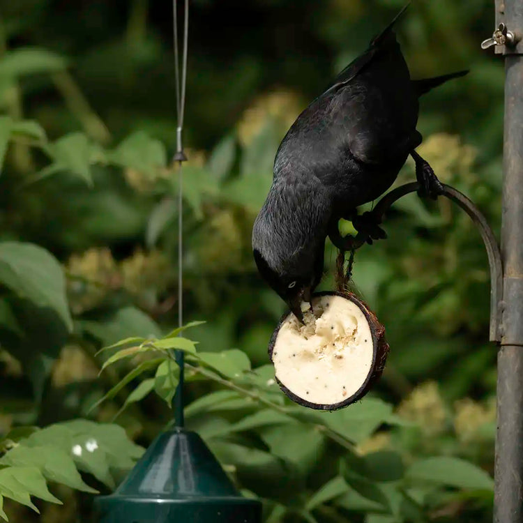 Jackdaw eating suet from natural coconut
