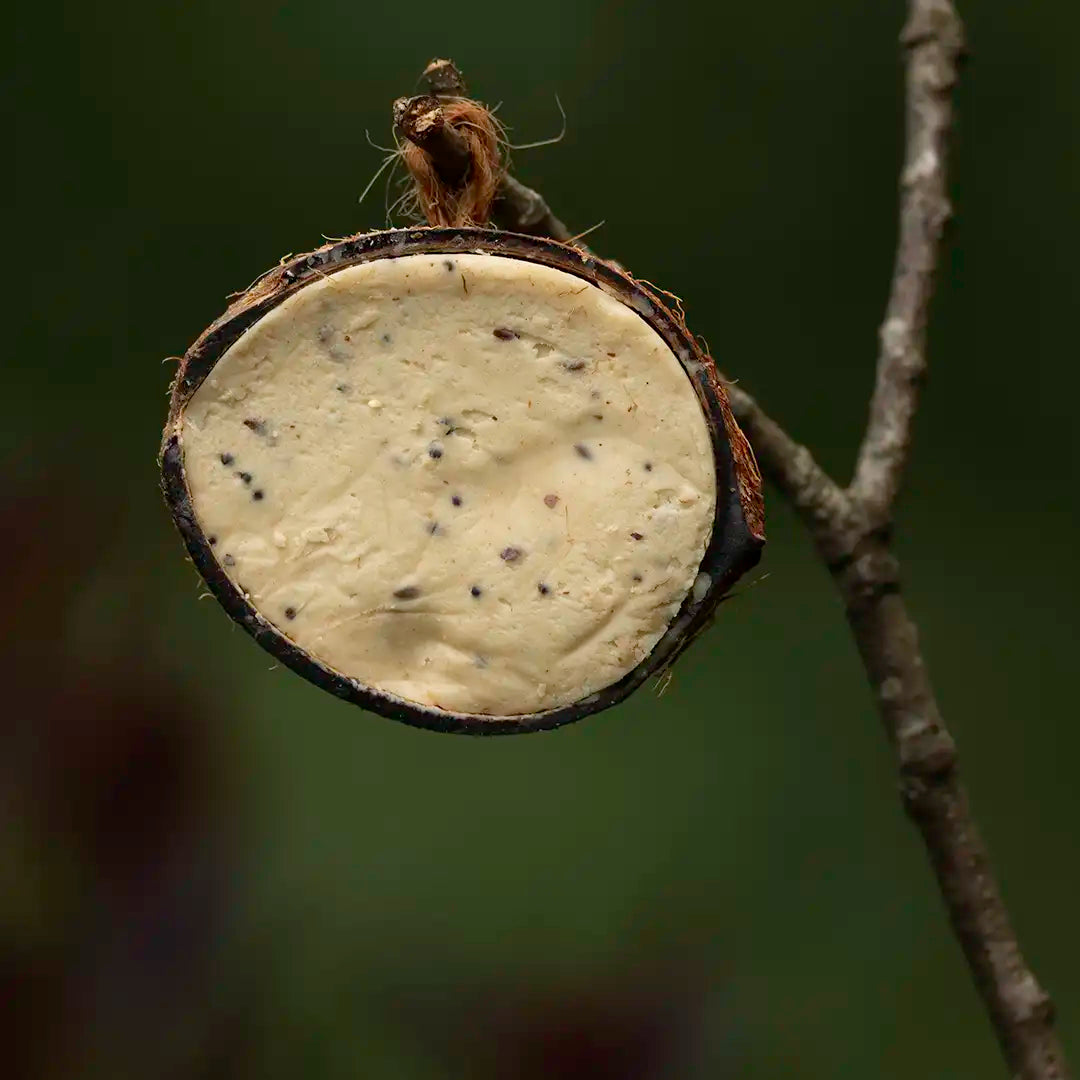 suet filled coconut for birds 