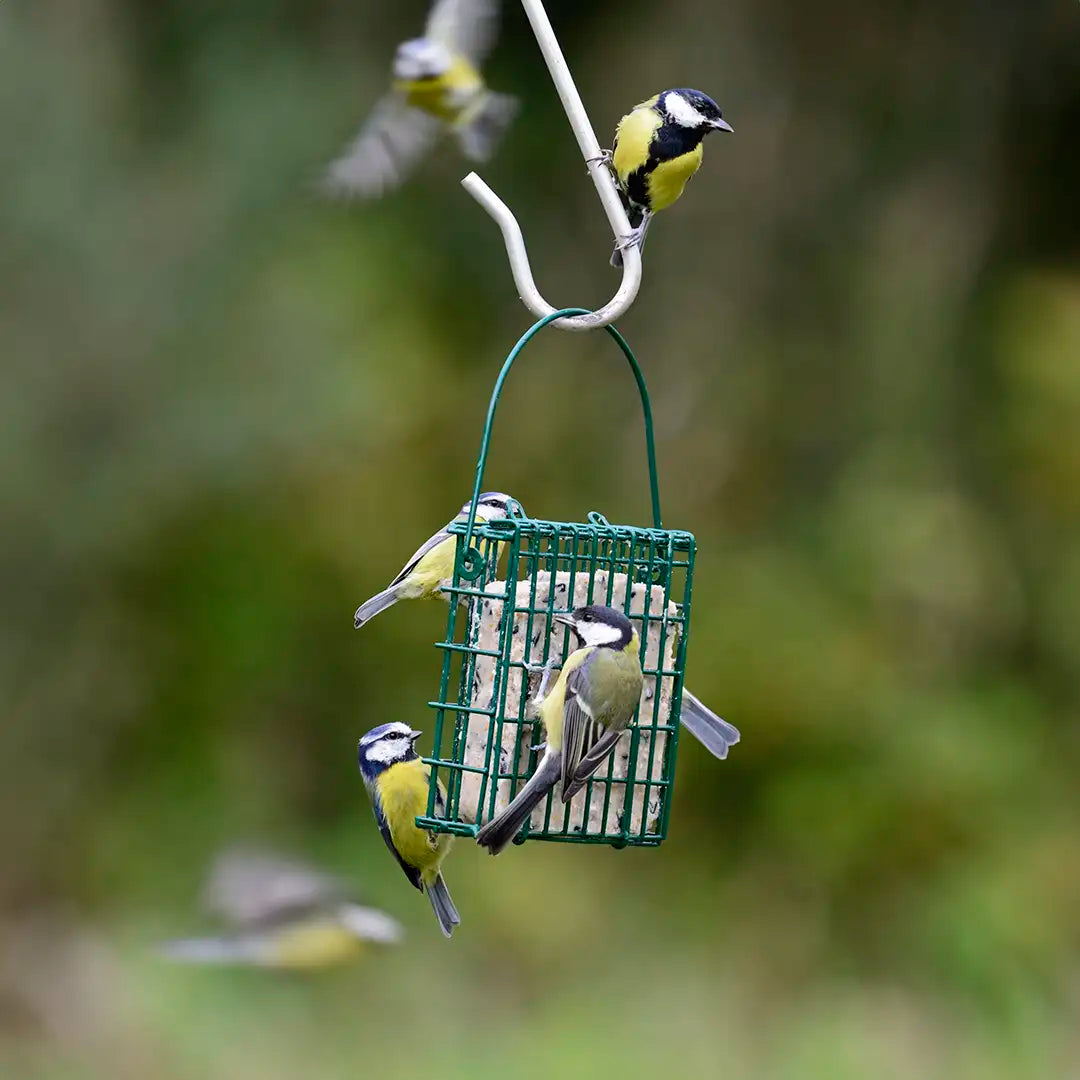 suet feast feeder for birds