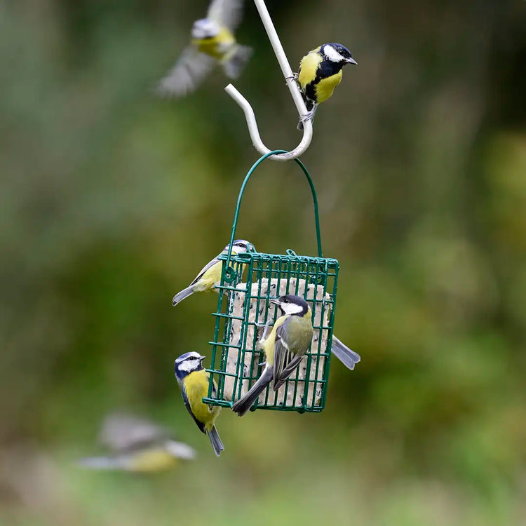 suet feast feeder for birds