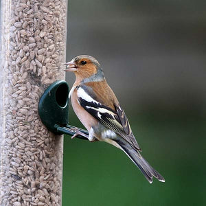 Standard Sunflower Hearts; Greenfinch on sunflower hearts; Chaffinch enjoying Standard Sunflower Hearts