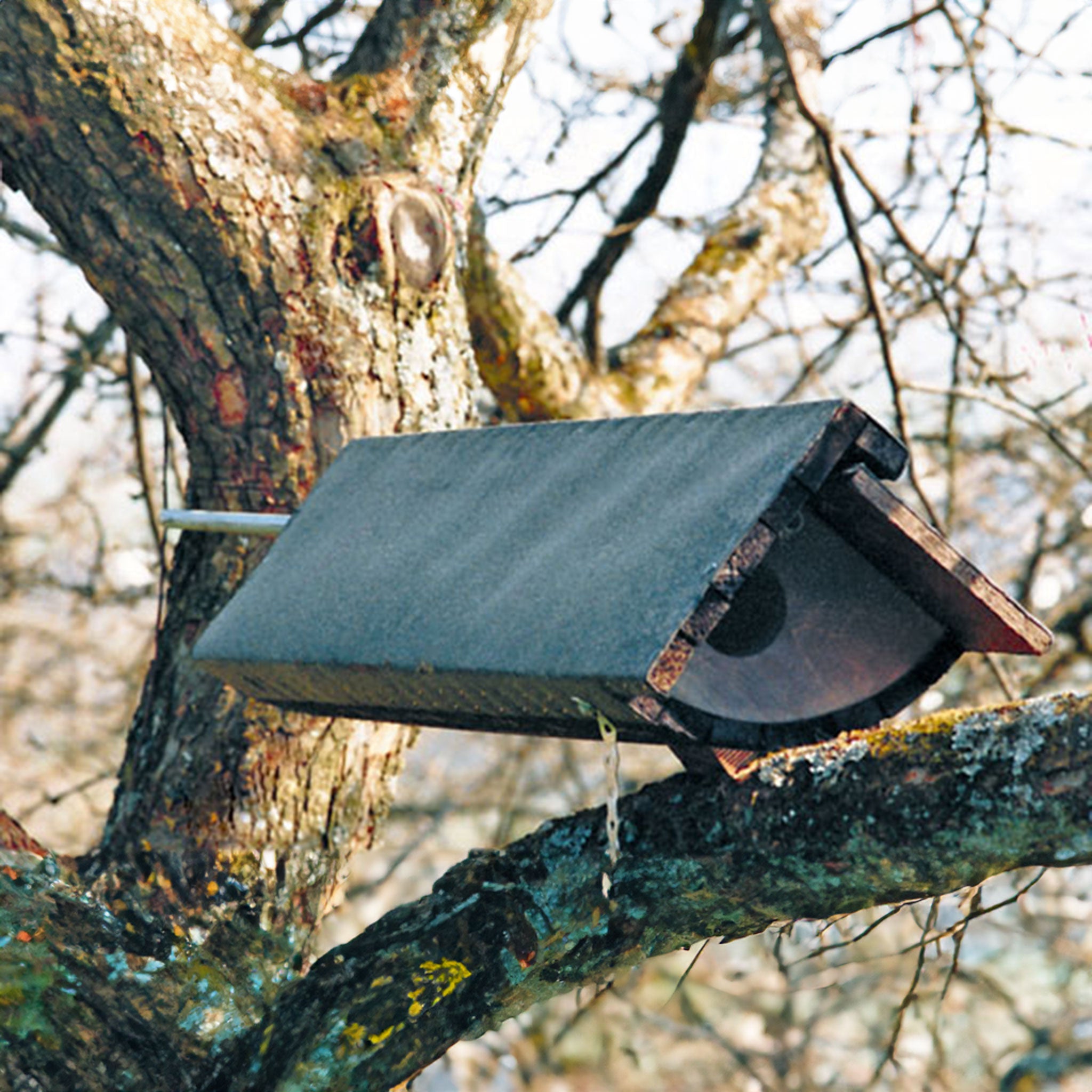 owl nest box in tree