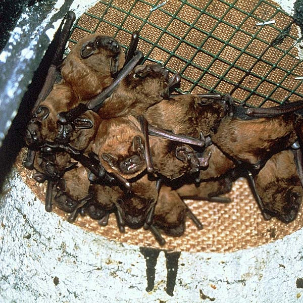 Schwegler 1FS Large Colony Bat Box; 1FS Bat Box Interior; Bats in Schwegler 1FS Large Colony Bat Box