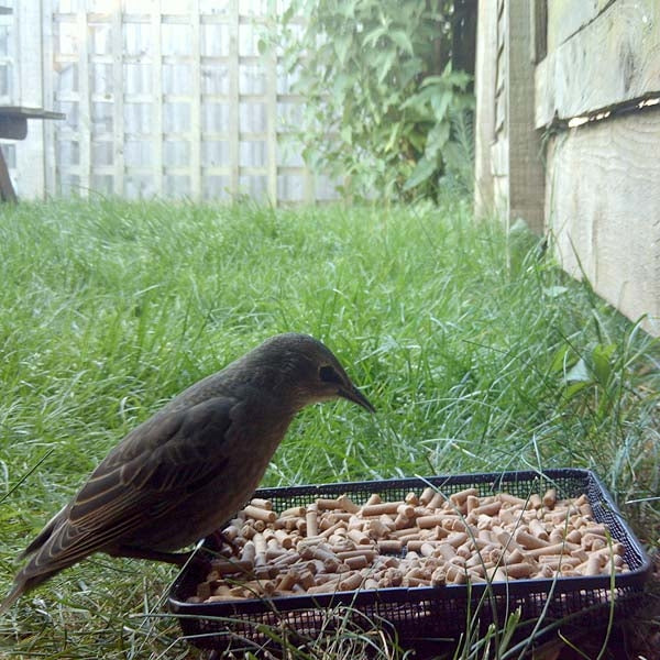 Ark Mealworm Suet Pellets; Young Blackbird enjoying mealworm suet pellets; Ark Mealworm Suet Pellets