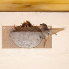 Swallow Nest