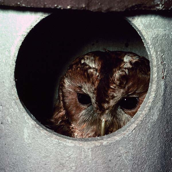 Schwegler No. 5 Owl Box<br>Ideal Tawny Owls, Doves and Jackdaws;Tawny Owl Nesting in Schwegler Owl Nest Box