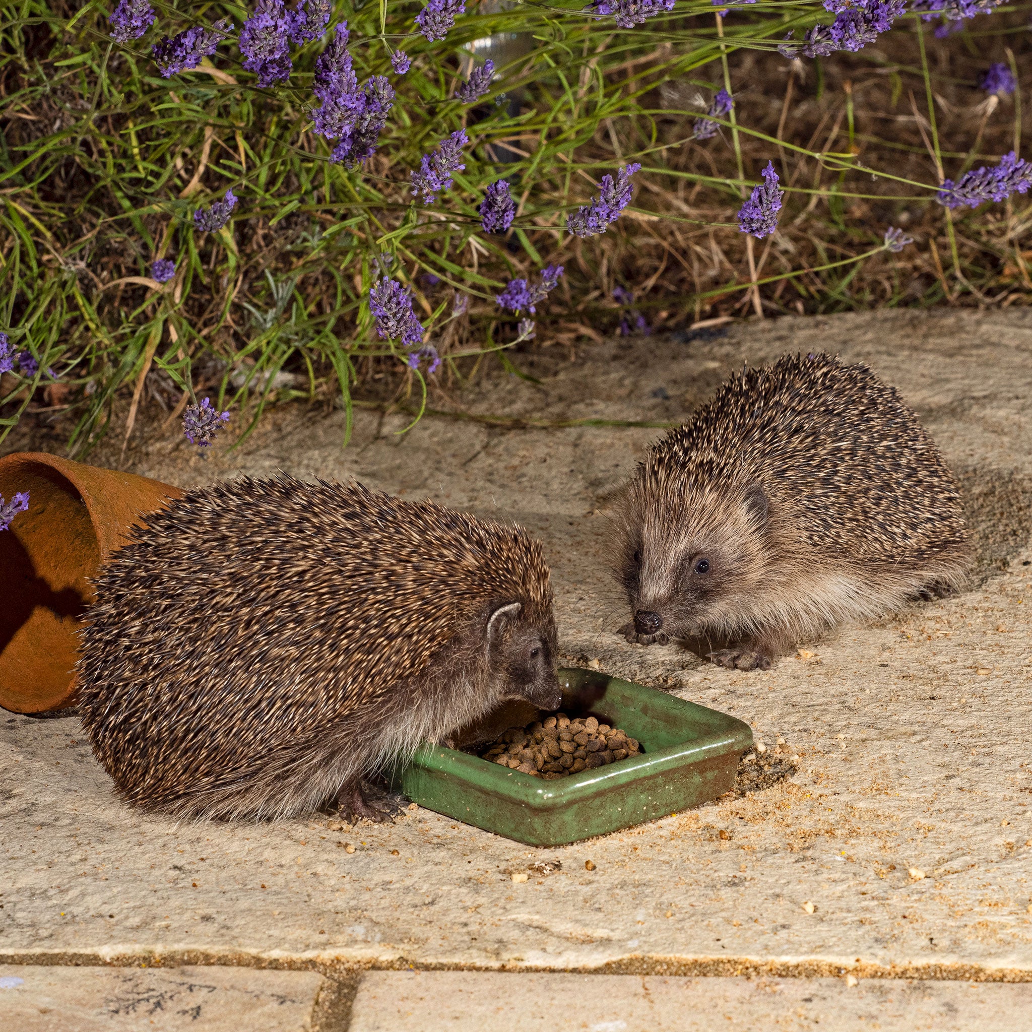 Vale's™ Hedgehog Food