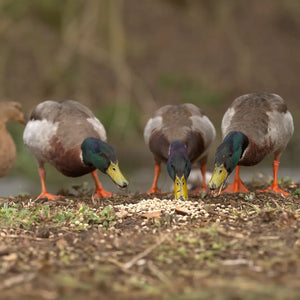 ducks eating vale's food