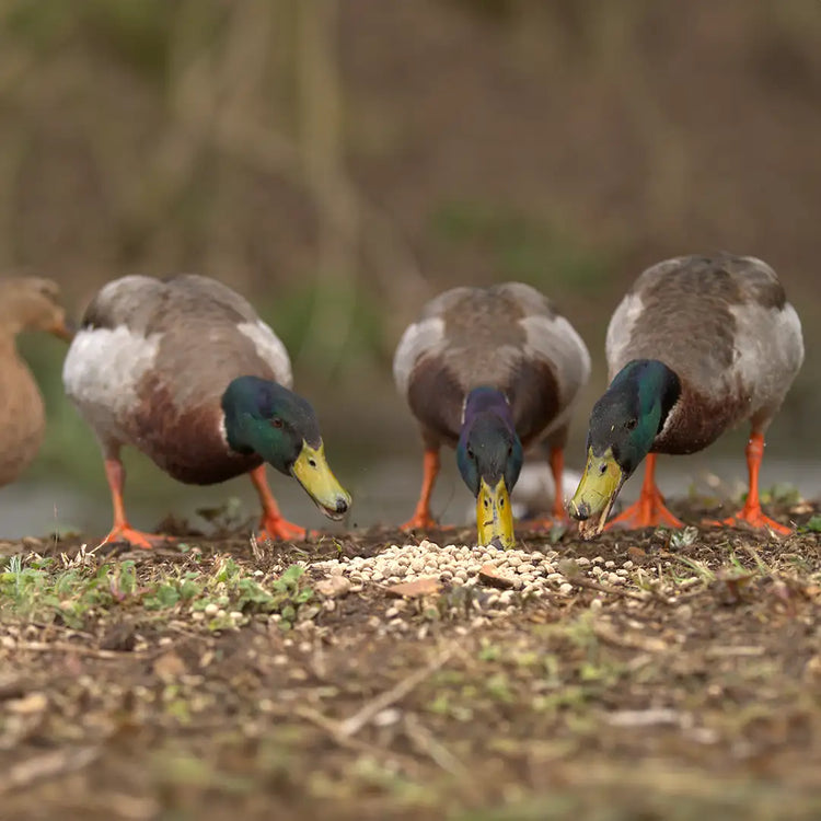 ducks eating vale's food