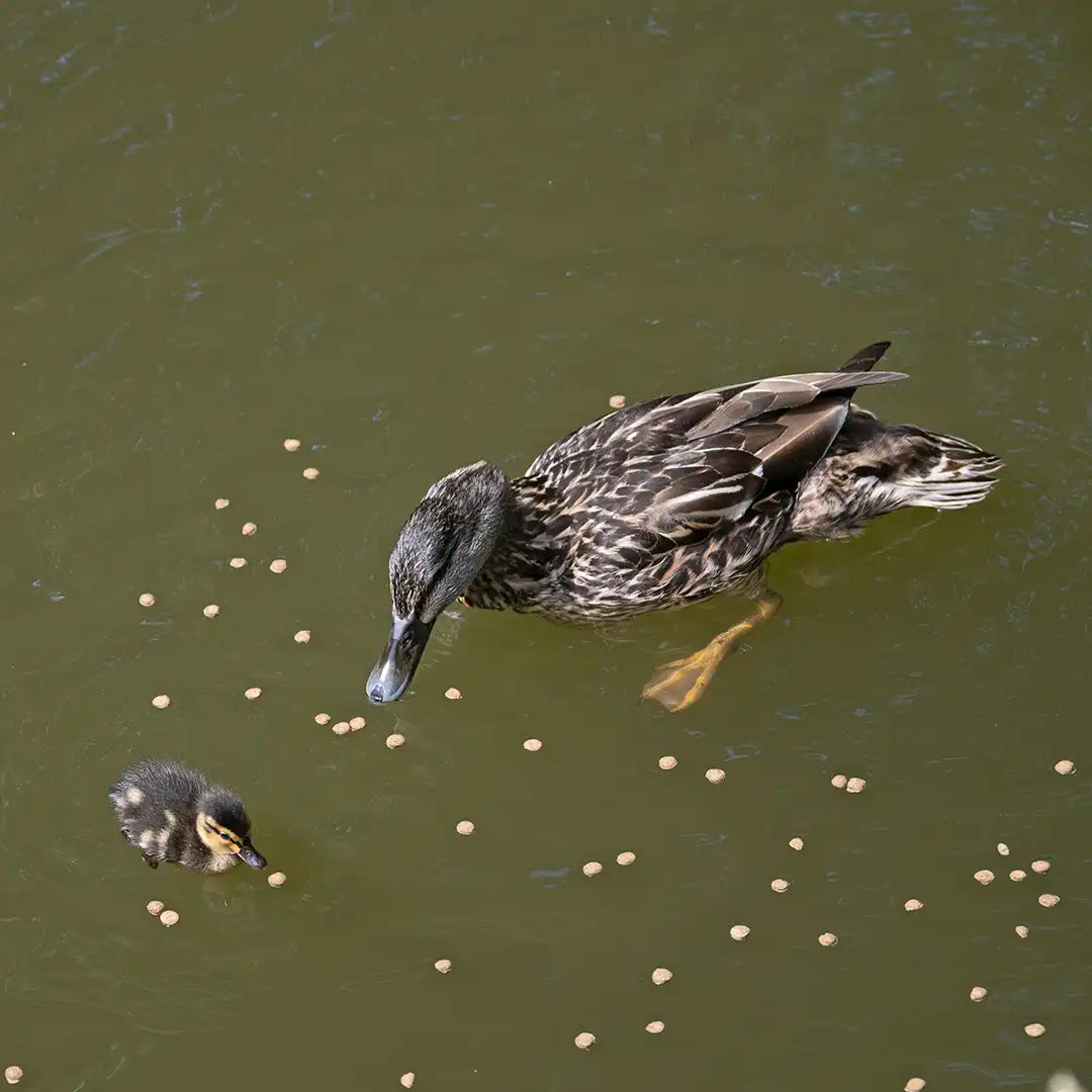 duck and duckling eating vale's food