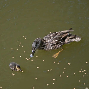 duck and duckling eating vale's food