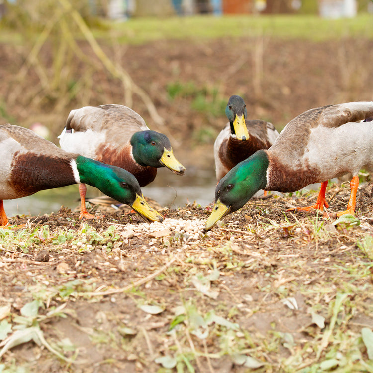 ducks on waters edge eating ark duck and goose pellets