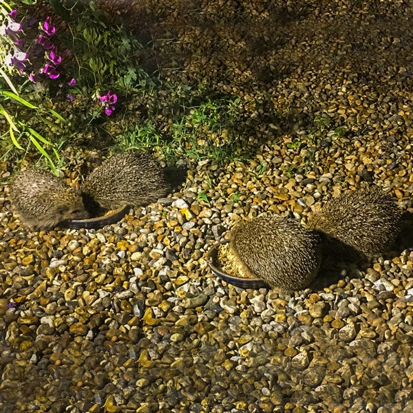 Ark Insectivore Food; Hedgehogs eating Ark Insectivore Food; Fieldfare eating Ark Insectivore Food; Nuthatch eating Ark Insectivore Food