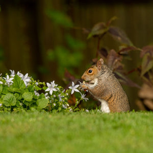 Ark Squirrel Food; Ark Squirrel Food; Ark Squirrel Food; Ark Squirrel Food