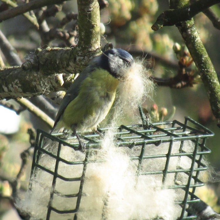 Blue Tit collecting wool for nesting 