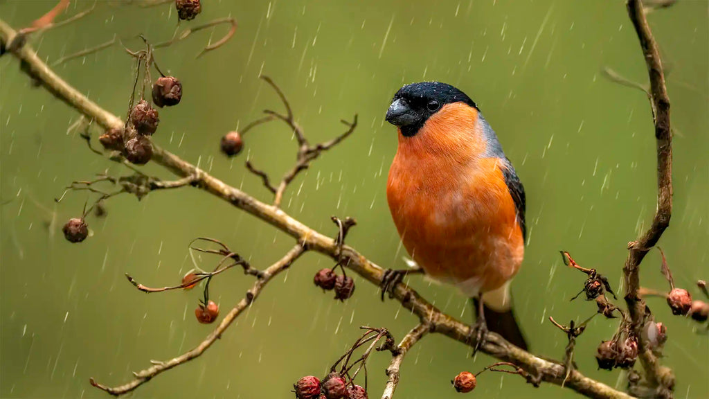 Bullfinch perched on a branch with raindrops in the background