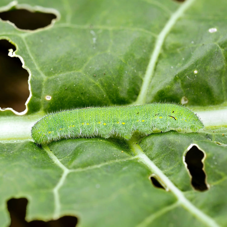 cabbage white caterpillar 