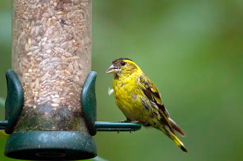 Yellow siskin bird perched on a bird feeder with a blurred green background