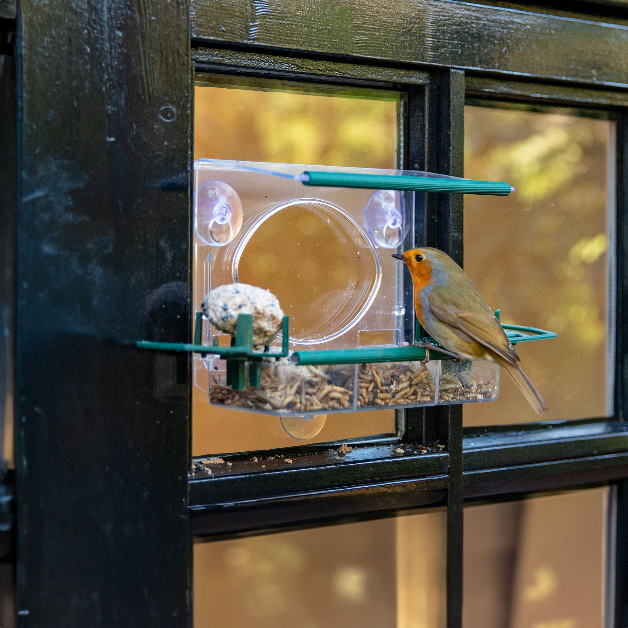 Dried Calcium Worms
