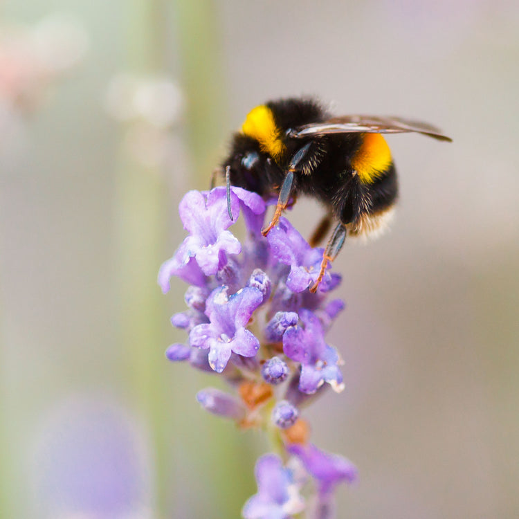 Bumblebee on purple flower