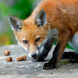 Fox eating Ark Fox Food on a garden patio