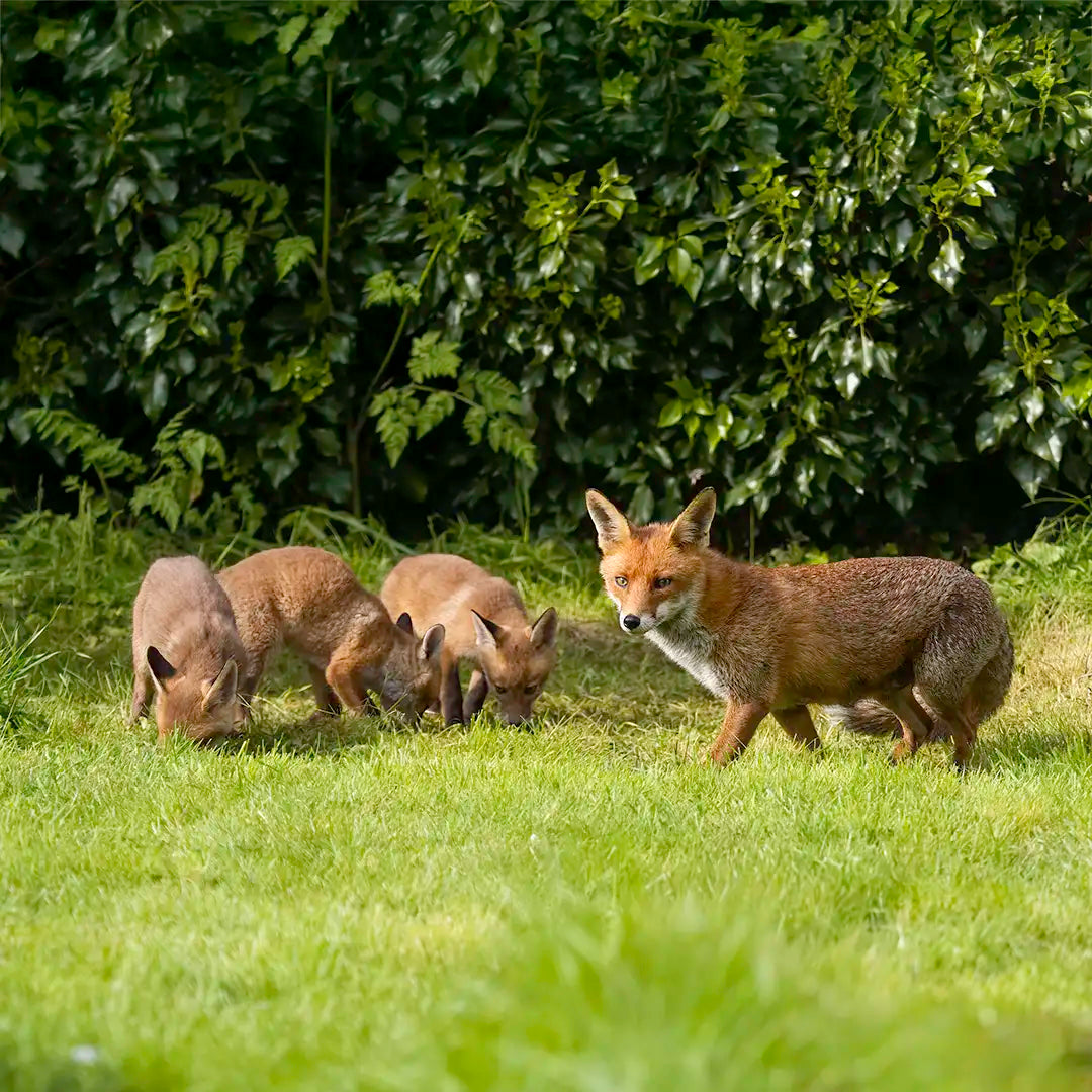 Fox with cubs foraging for food in a garden