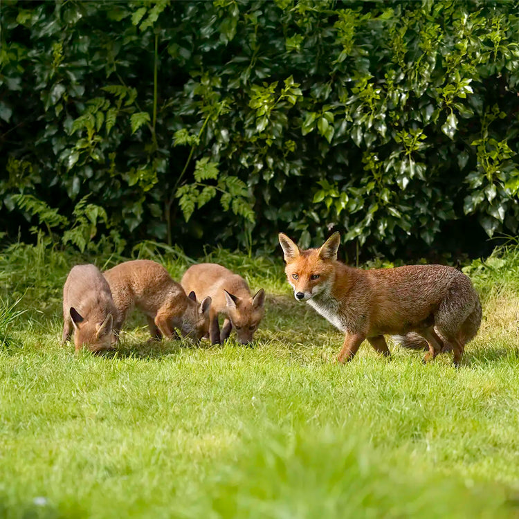 Fox with cubs foraging for food in a garden