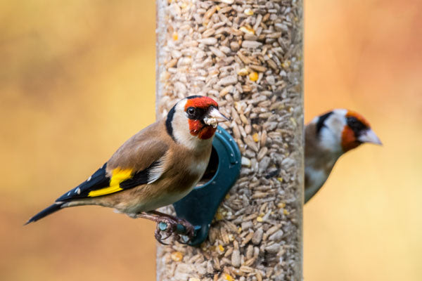 Goldfinches eating sunflower hearts 