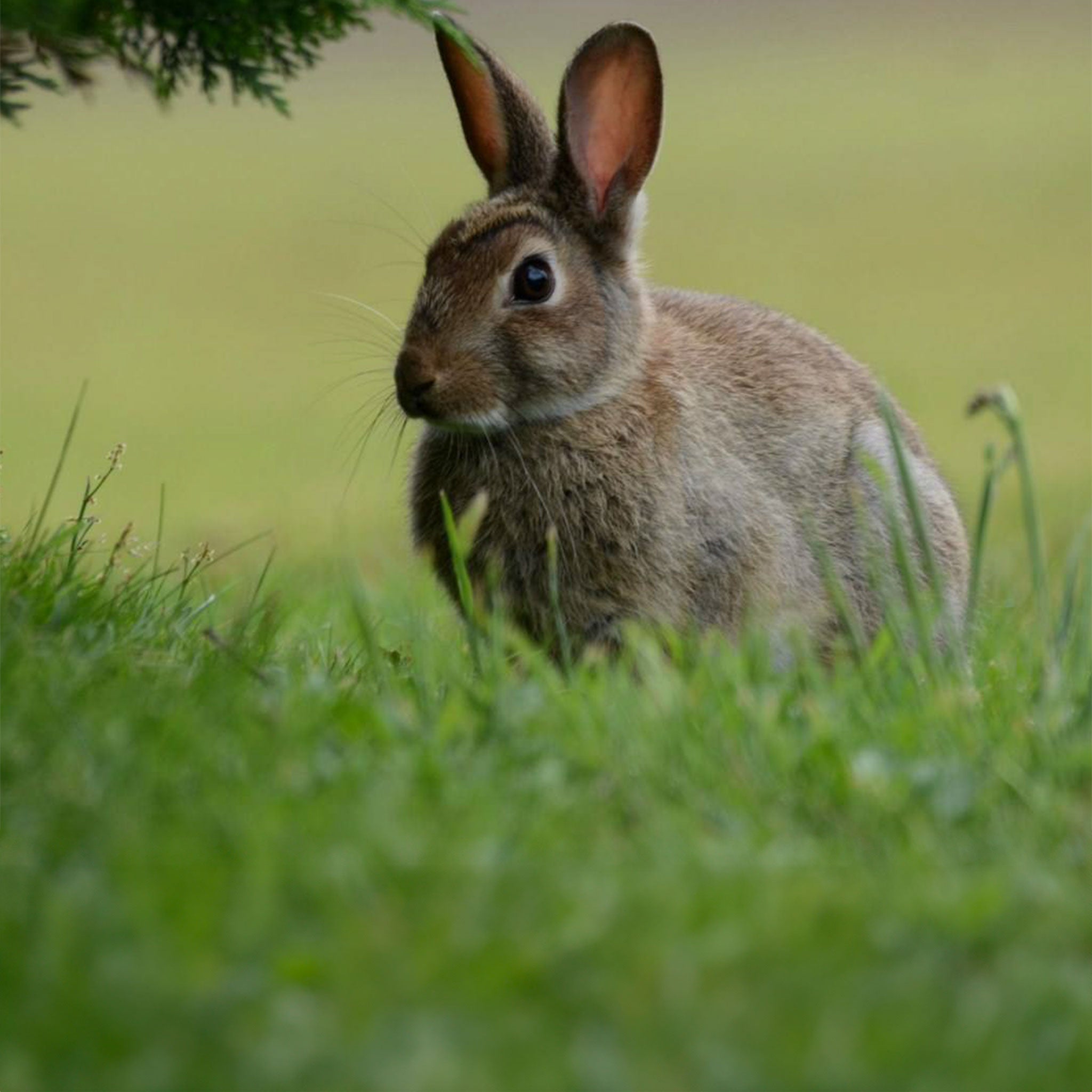 Wild rabbit in grass