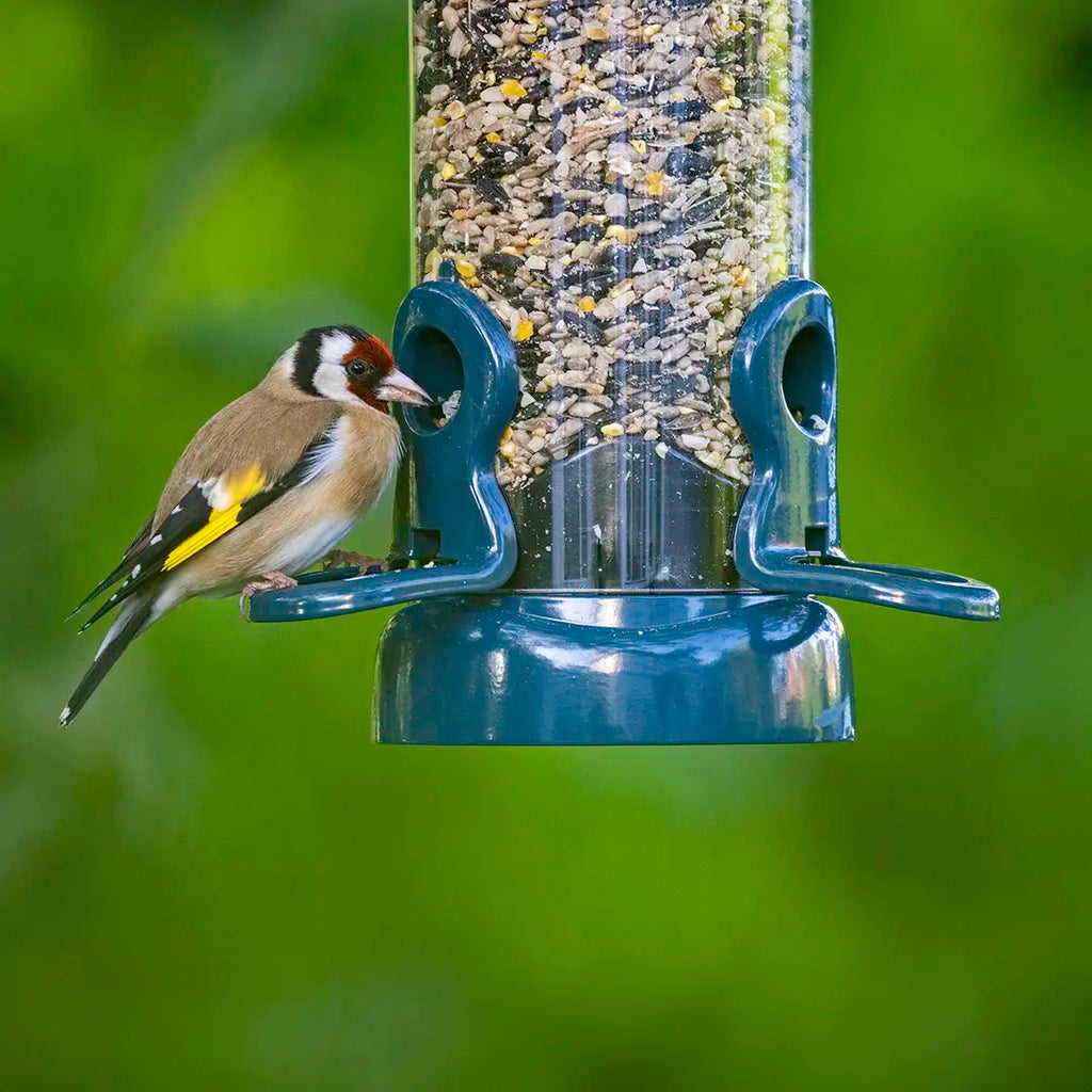 Goldfinch Bird perched on a bird feeder filled with seeds against a green background